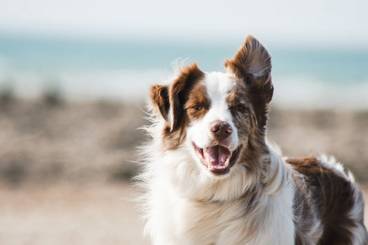 Tick Alert: What Every Dog Owner Should Know About Rocky Mountain Spotted Fever