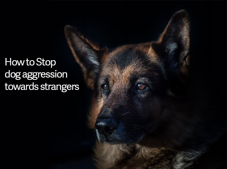 Dog aggressi s fashion towards strangers