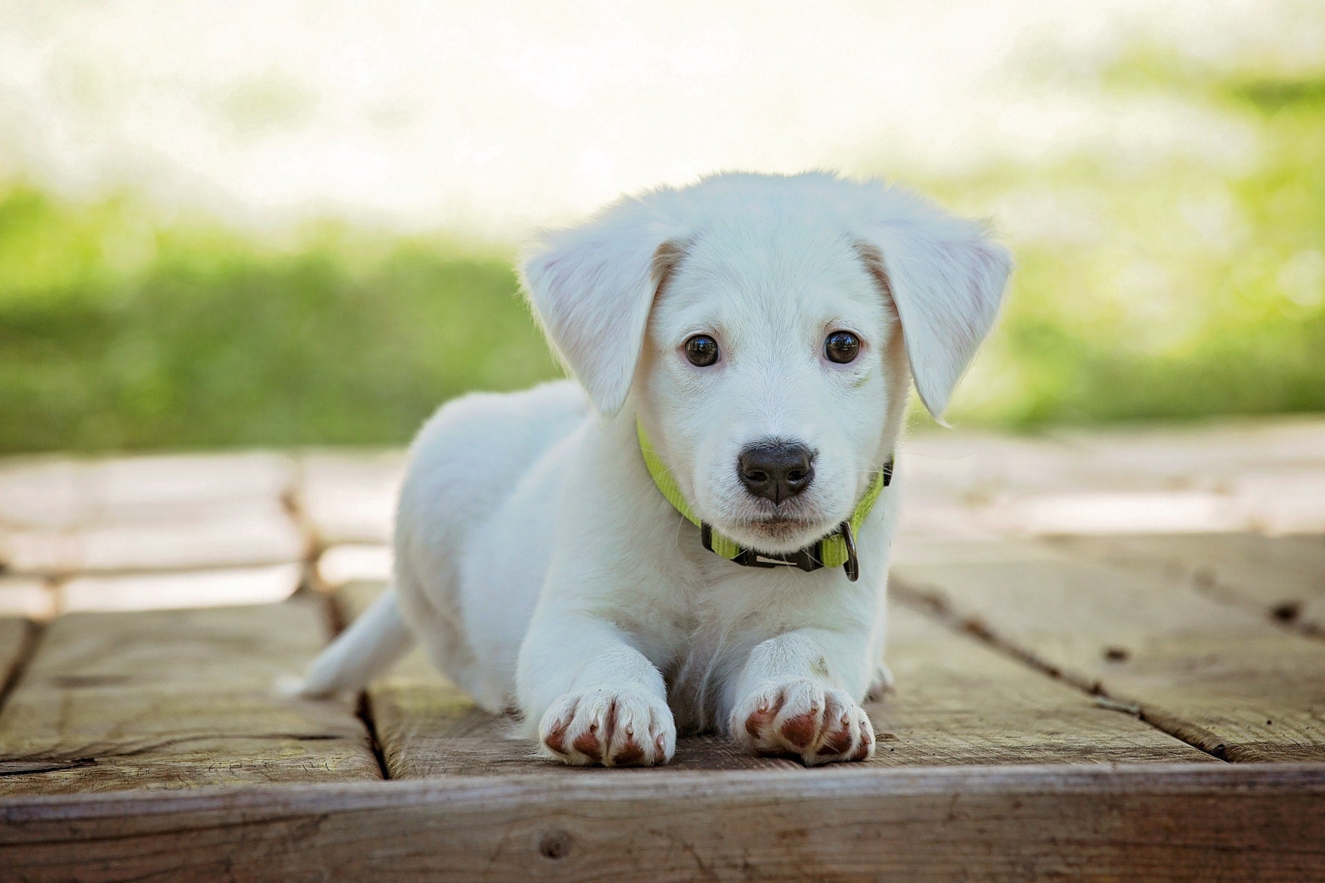 how-to-prevent-dog-from-smelling-like-corn-chips-fritos-paws-elite