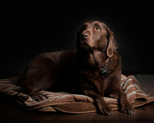 lab pit mix black background chocolate