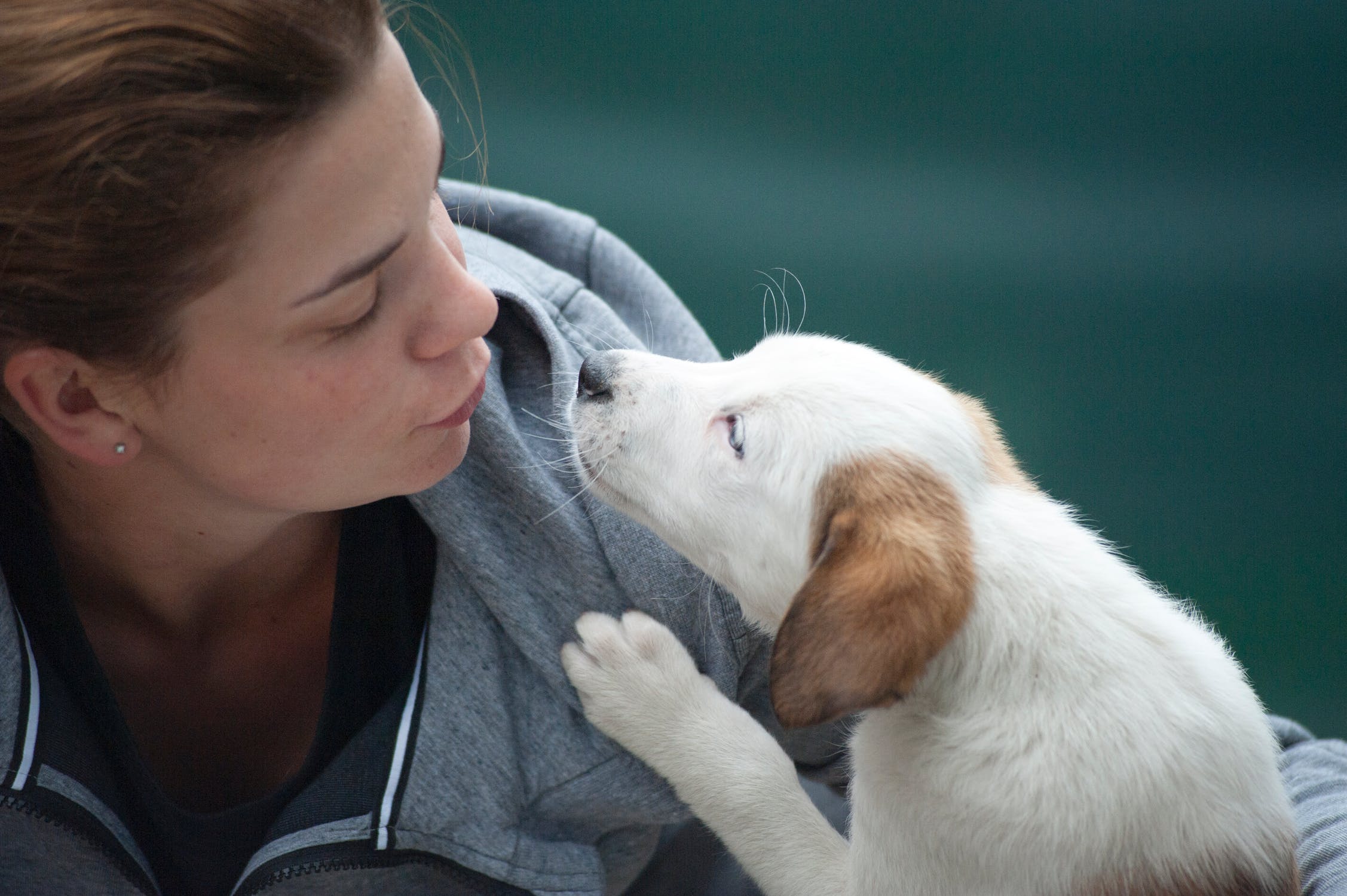 can humans and dogs take same cbd oil