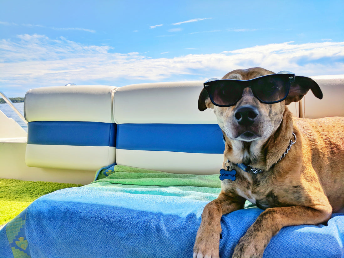 Things to do With Your Dog in the Summer