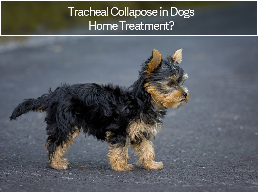 does my yorkie have a collapsed trachea