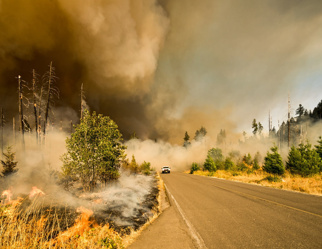 Can Wildfires and Smoke Distress Dogs?