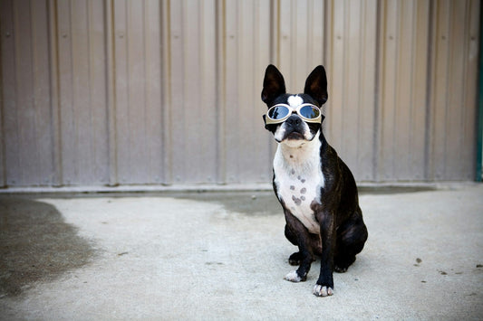Why Some Pets Need Goggles, And How They Actually Benefit from Eye Protection
