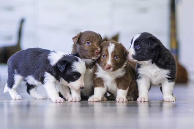 Puppy Power: The Importance of a Nutritious Diet for Growing Pups
