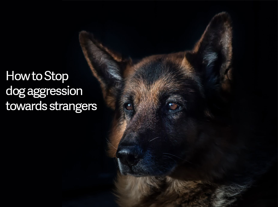 How to Stop Dog Aggression towards Strangers