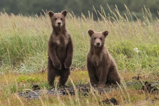 Bear names that will make you laugh and share with friends. See our list of bear names from Paws Elite.