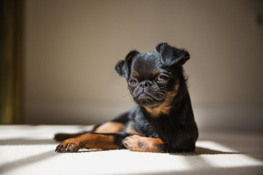 This guide helps understand Brussels Griffons breed. Learn more about Brussels Griffon by using this guide.