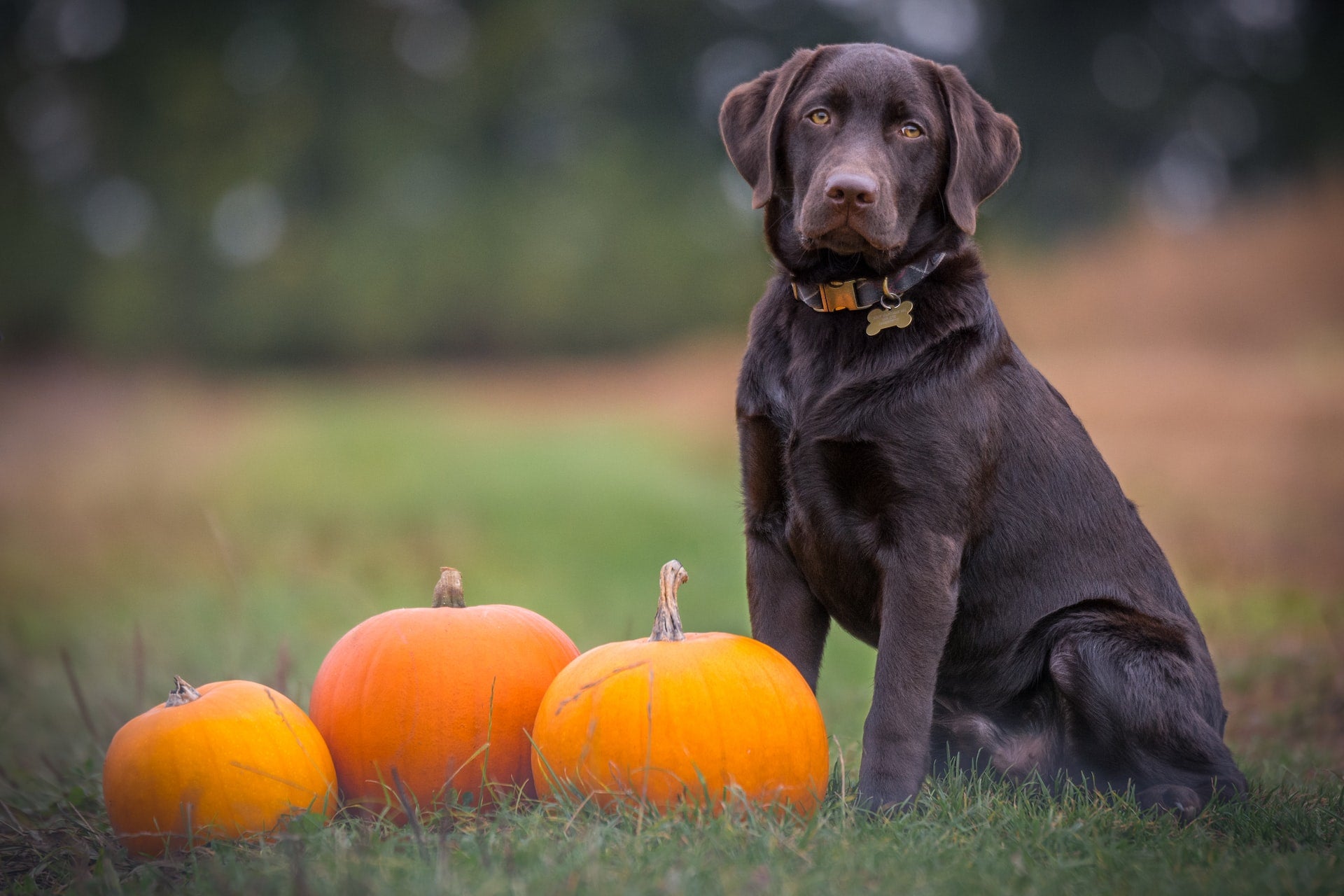 can dogs eat thanksgiving turkey