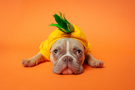 Can Dogs Have Pineapple? Yes, Dogs Can eat Pineapple. Find out if dogs and pineapple get along well. 