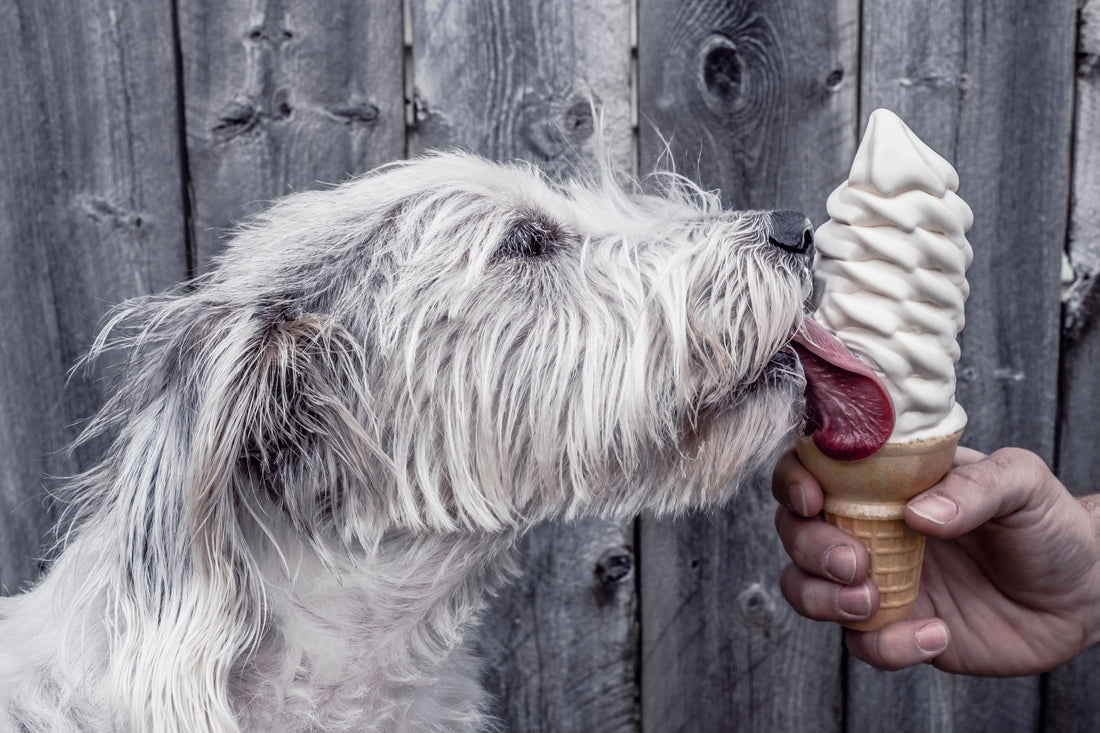Find out the answer to the populate question of can dogs have whipped cream?