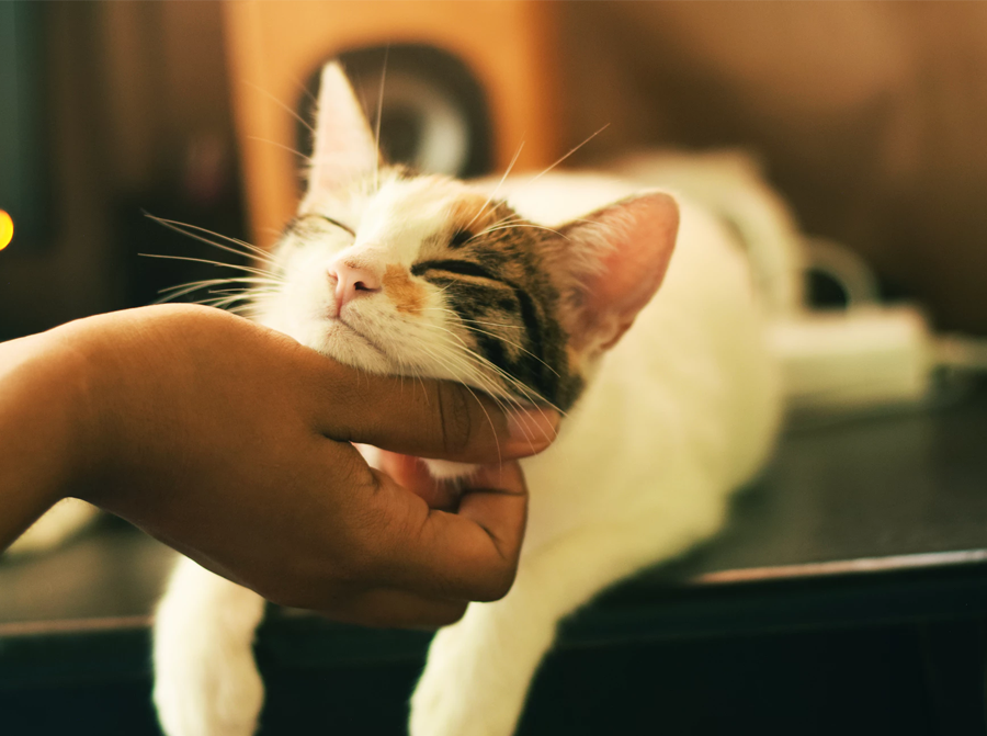 How to Treat Cat Anxiety using Organic CBD Oil