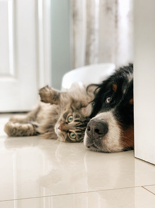 Are Dogs Really Smarter Than Cats?