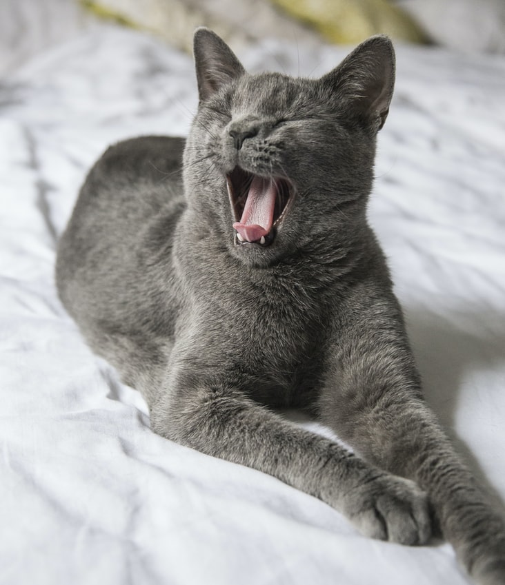Is Cat Sneezing Normal or Problematic?