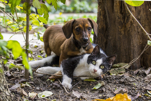 Is Catnip Bad for Dogs? How Does Catnip Effect Dogs?