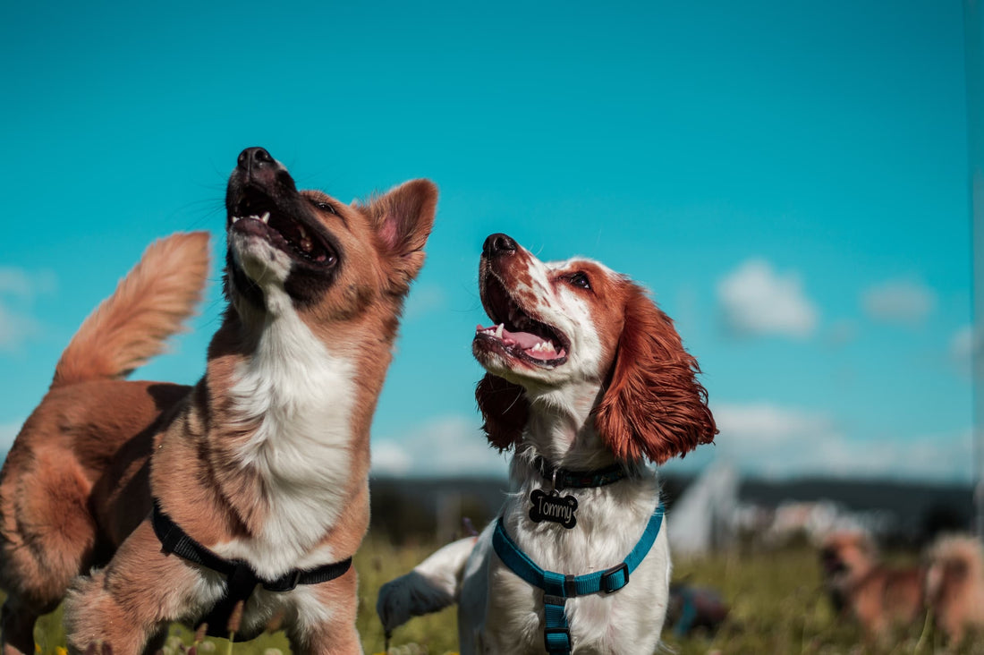 The Benefits of CBD Oil for dogs with diabetes - Pet Diabetes Guide