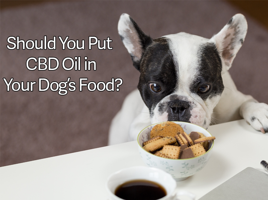 Should you Put CBD oil in Your Dog’s Food