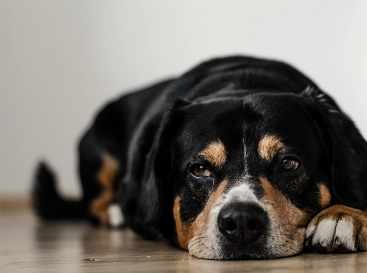CBD oil for dogs with cancer