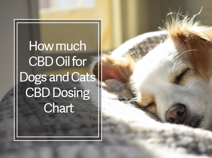 How Much CBD Oil for Dogs