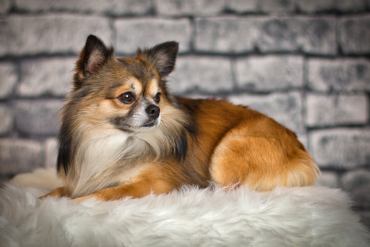 The Long Haired Chihuahua sitting and resting. Is this breed for you? Learn more about the long haired chihuahua.