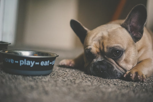 Can Dog Eat Pomegranate? According to Veterinarian experts the answer is no.