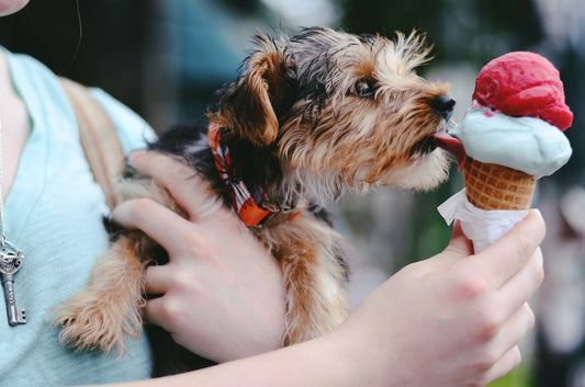 Vanilla ice cream bad for dogs? Read this guide to learn if vanilla ice is bad for dogs.