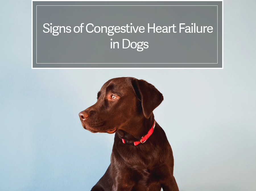 Signs of Congestive Heart Failure in Dogs