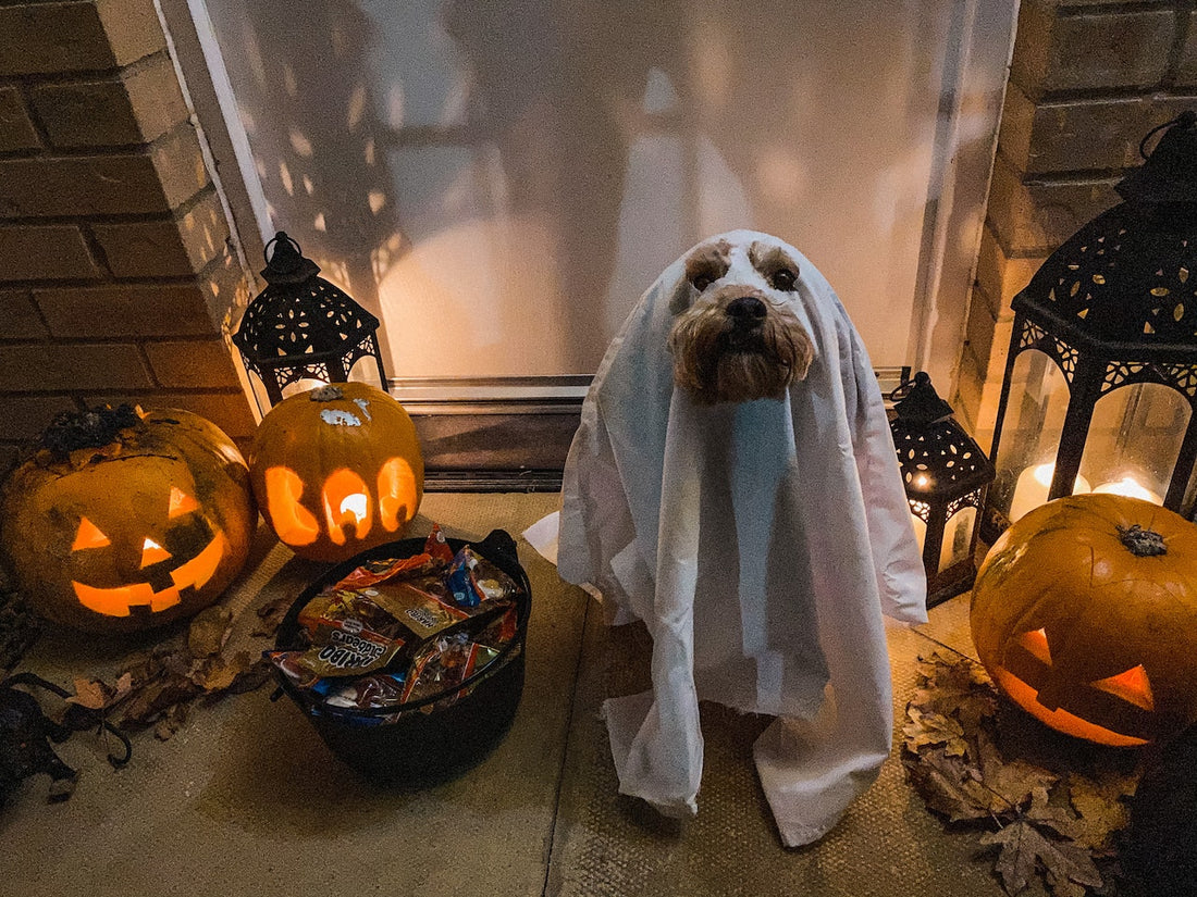 A dog’s health can be affected by every component of its diet, including what it eats and how it is prepared. My dog ate chocolate but is acting fine. It could be that it doesn’t know it is chocolate or has swallowed a smaller amount than usual.