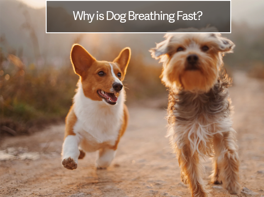 dog breathing fast 