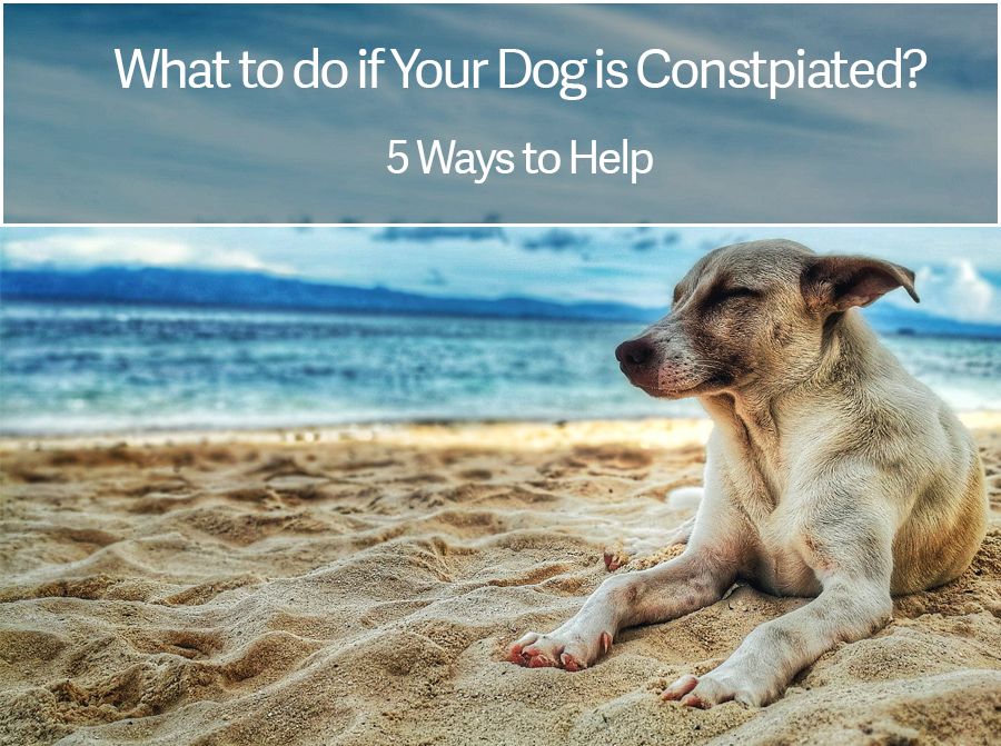 What to do if Your Dog is Constipated
