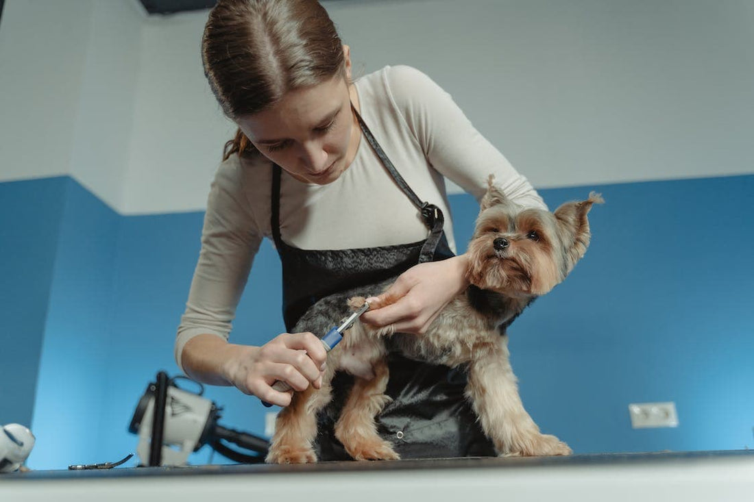 grooming tips for dogs dog groomer cutting dog hair blue background dog grooming