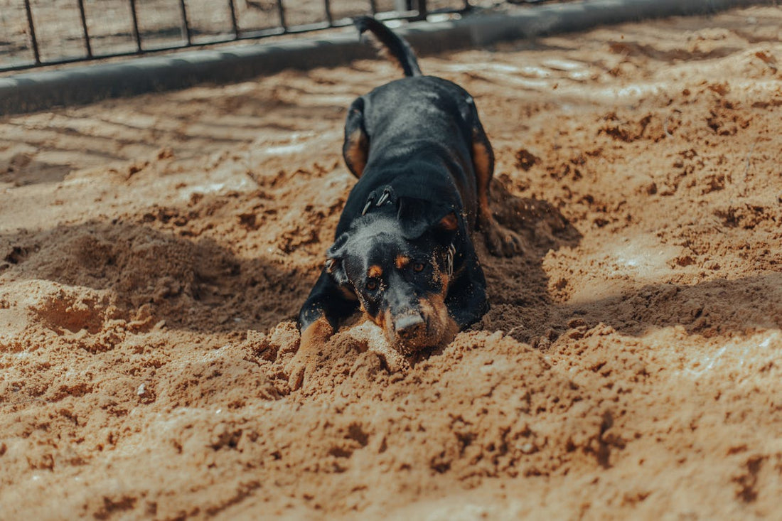 How Hot Is Too Hot for a Dog’s Paws?