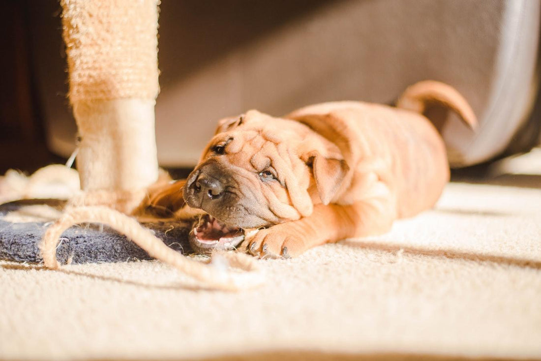 Find out why your dog licking floors might be caused by medical issues or obsessive behavior.