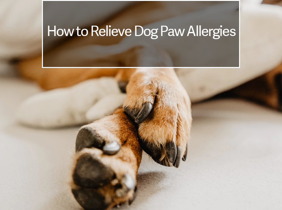 Dog Paw Allergies