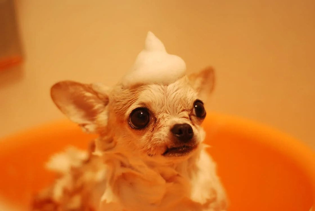 The Science of Dog Bathing: What Every Pet Owner Should Know
