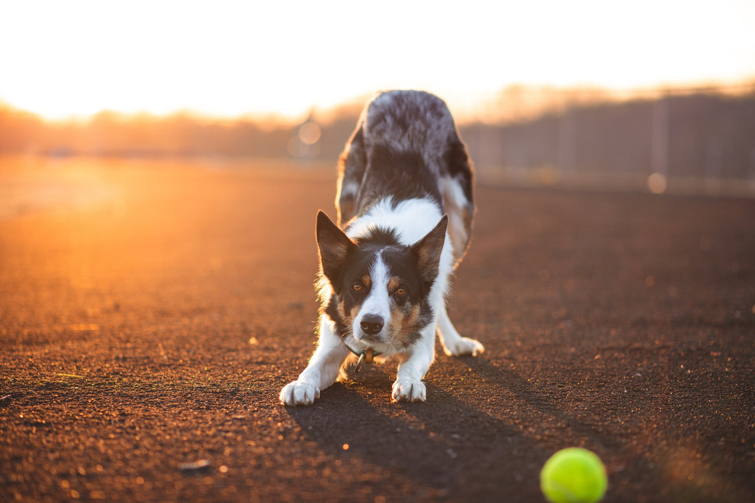 A dog stretching a lot can signify health issues - stiff joints, pancreatitis, and an upset stomach. Dog stretching should get checked out by your vet.