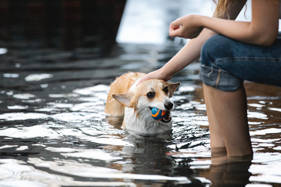 Can Dogs Swim in Chlorine Pools Safely?