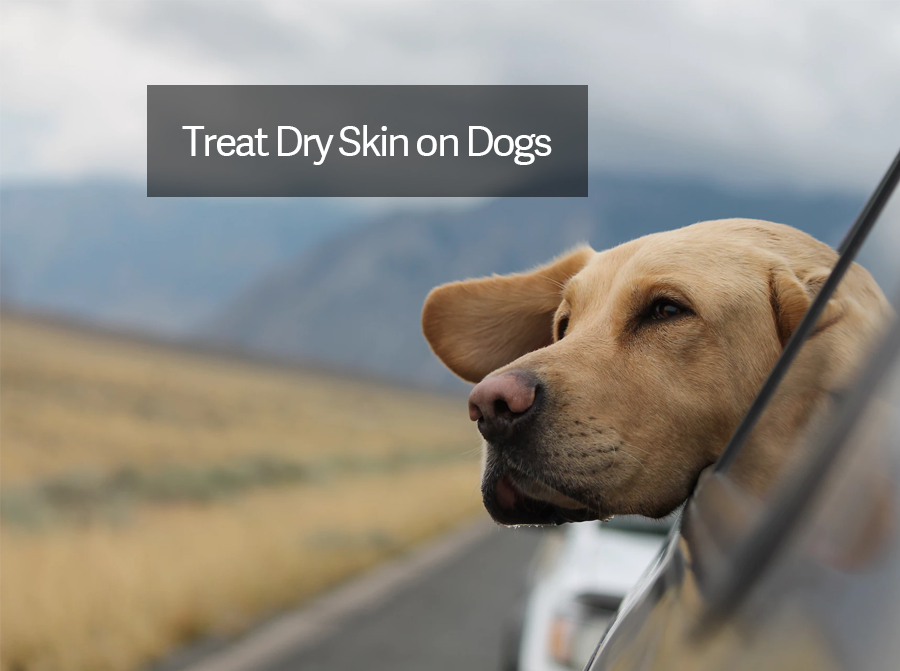 How to Treat Dry Skin on Dogs