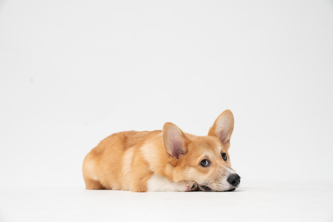 Corgi colors are unique! Use this guide to find the different corgi colors you can find.