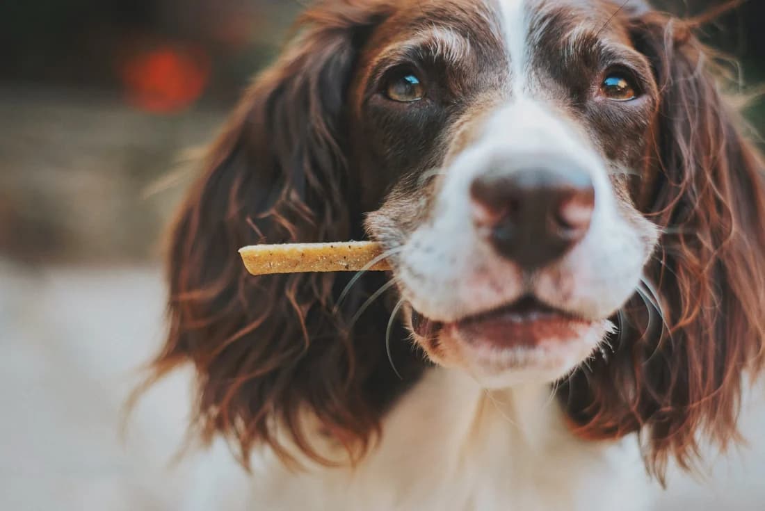Gold Bee CBD Dog Treats can be made at home. Make sure to use CBD Oil for Dogs by Paws Elite with your dogs favorite Treats to create the Best CBD treats for dogs.
