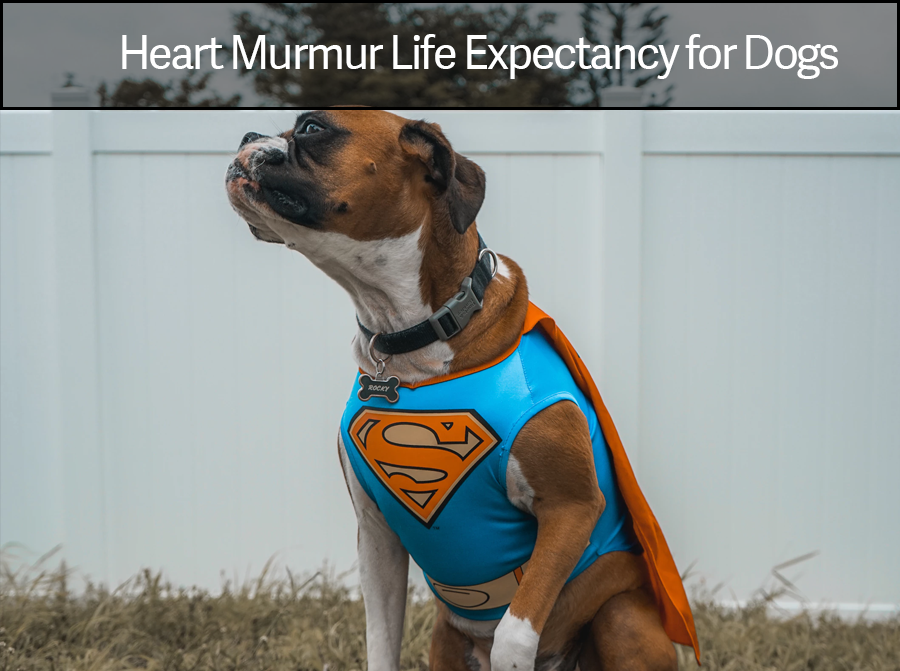 Dog Heart Murmur Life Expectancy