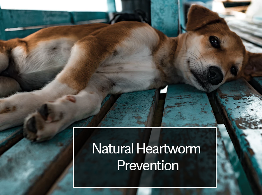 Natural Heartworm Prevention