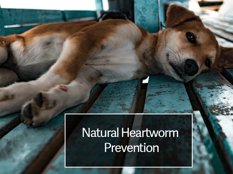 Heartworm natural treatment sale