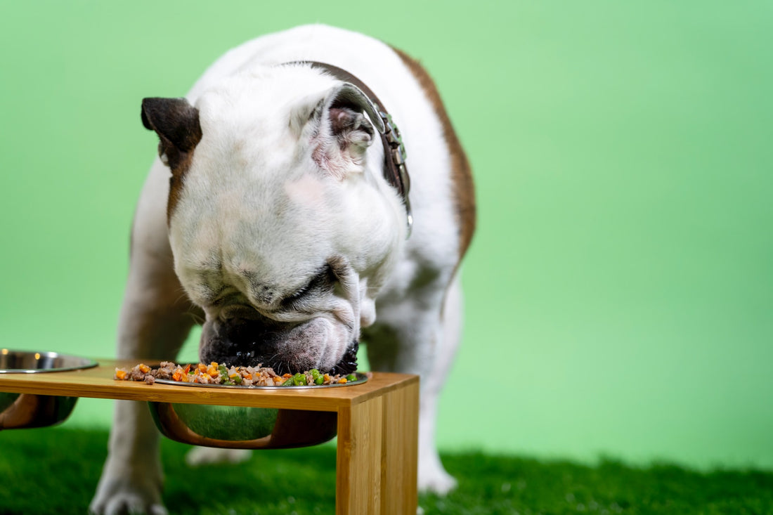 Is cinnamon bad for dogs? Learn more about if cinnamon is bad for dogs by reading our guide on cinnamon for dogs.