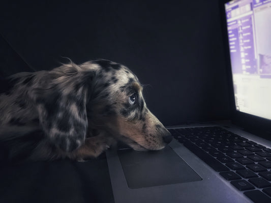 Pros and Cons of Taking Your Dog to Work