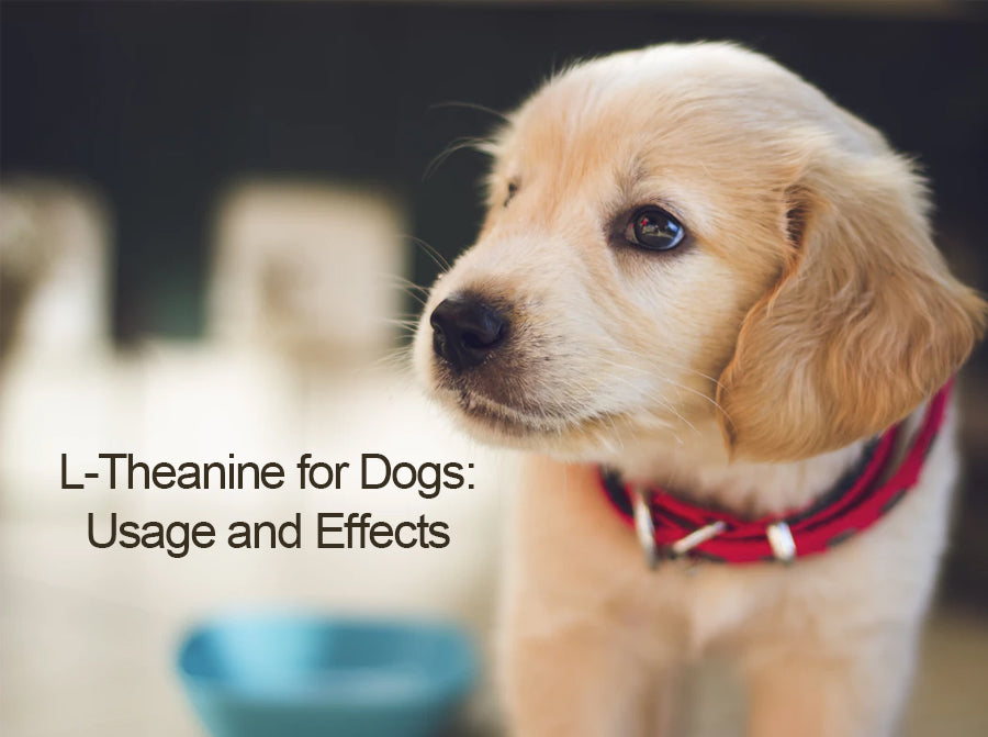 Effective Treatment with L-Theanine For Dogs