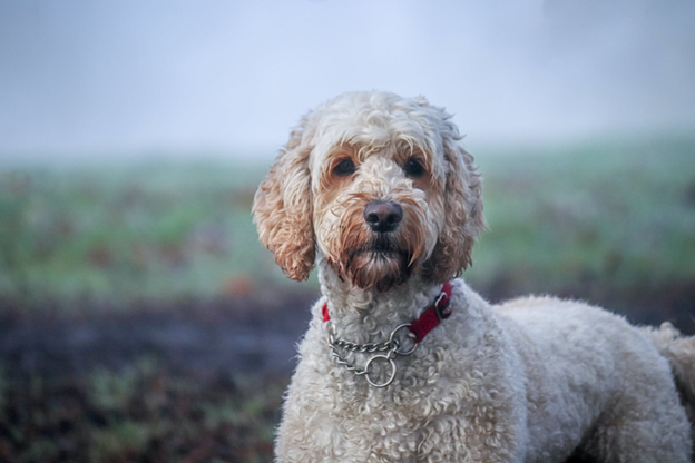The Labradoodle: Unraveling the Charms of this Popular Hybrid Dog