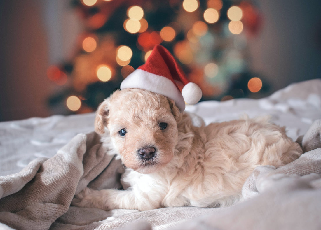 Best Tips for Pet-Friendly Holiday Decorating