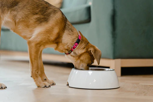 Can Dogs Eat Raw CHicken? Find out if raw chicken is okay for dogs.